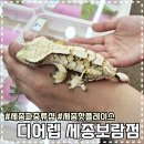 보람환경 | 세종 파충류샵 끝판왕! 디어렙 세종보람점 방문 후기