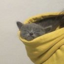 말랑