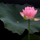 연화로 이미지