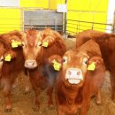 통일농장 이미지