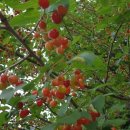 앵두펜션 이미지