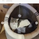 냥카페 묘연 이미지