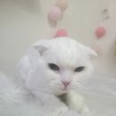 우아한개 이미지