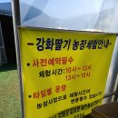 강화딸기농장