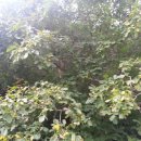 토종농산 이미지