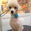 까까몽 애견미용실 이미지