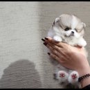 광주강아지분양 펫블리 애견 샵 이미지