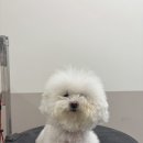 창원애견호텔 강아지유치원 애견미용 맘바이 창원점 | [창원애견미용] 🐶 푸숑 미용 후기｜2kg대 쪼꼬미 뚜아의 6mm 스포팅 + 귀툭튀컷 ✂️