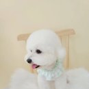 시크펫 그루밍 이미지