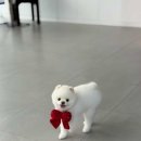 뽀삐애견샵 이미지