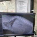 동현24시동물병원 이미지