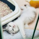 캣초딩 고양이분양 김포구래점 | 김포고양이분양 캣초딩 완벽했어요