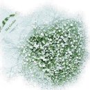 [가요] 안개꽃 - 나윤선 이미지