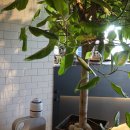 리틀 빈후 이미지