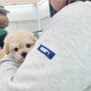 아기강아지 이미지