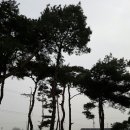 금마조경