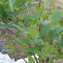 정금농장 이미지