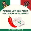 [#김도연 멕시코 개척단 현장보고] 멕시코 고추 종자 시장② - 한국 고추 종자를 수출해보자!🌶️