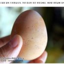 계란후라이 이미지