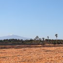 황금빛 목장 이미지