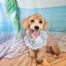 댕댕아야옹 이미지