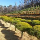 택수목장 이미지