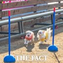 댕댕 쉼터 이미지