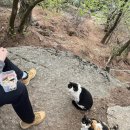 김밥천국 매봉점 | [서울] 청계산 돌문바위 3바퀴돌며 소원빌기 초보도 가능한 등산코스 (with 고양이 김밥 먹방)