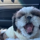 단아하개 이미지