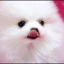 뽀송 이미지
