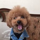 코코펫 이미지