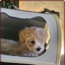 멍벤져스 | 인천애견분양 멍벤져스에서 건강한 친구 함께 하세요