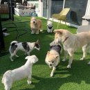 꼬리흔들 유치원 | 우리 강아지의 행복한 3일, 평택 애견호텔 왓썹독 후기