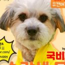 양산유캔애견미용학원