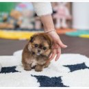 스마트위례 에너지서비스 | 위례소형견분양 처음이라 걱정 많았던 소형견 입양, 정말 만족한 후기