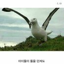 알바트로스 네이버블로그