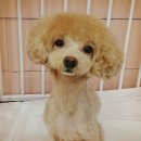 루이앤독 이미지