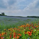 국화목장 이미지