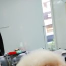 토토페키 이미지