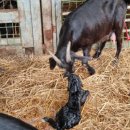 아벨농장 이미지