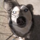 멍멍이천국 이미지