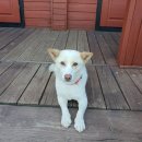 로그 하우스 이미지