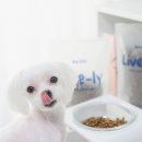 제일가축인공수정소 | 강아지 알러지 사료 추천 키츠 밀웜 곤충 애견사료