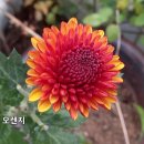 폼폰 이미지