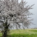 피등목장 | 봄꽃 놀이, 서산 여행, 서산 한우목장 그리고 해미읍성