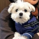 쌈쌈가방 | 수원 행궁동 맛집 | 몽상가옥 후기 _ 레트로 감성 애견동반 양식 맛집 인정