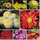 12월 9일 국화(Chrysanthemum) 이미지