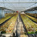 율현농장 | 첫중고차구매후기 티볼리 풀옵션! (강남자동차매매단지)