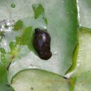 우렁각시 이미지