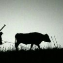 워낭소리 이미지